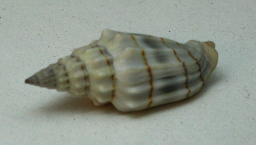 Vexillum gruneri, primer plano