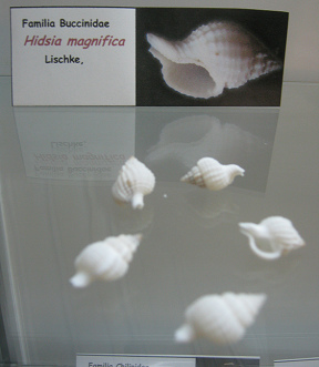 Hidsia magnifica