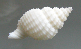 Hidsia magnifica, primer plano