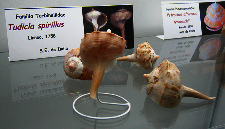 Tudicla spirillus
