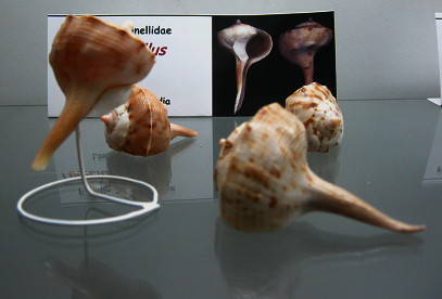 Tudicla spirillus, Totale