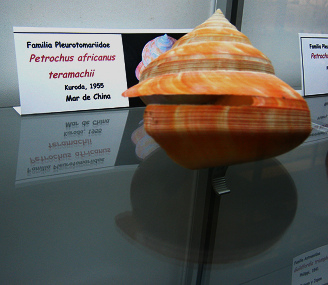 Petrochus africanus teramachii