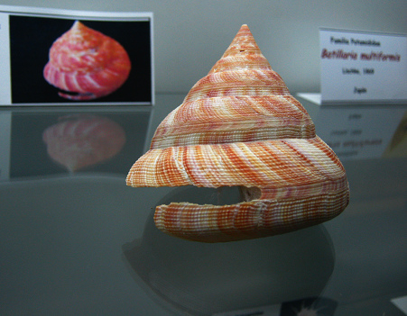 Petrochus hirasei, Nahaufnahme