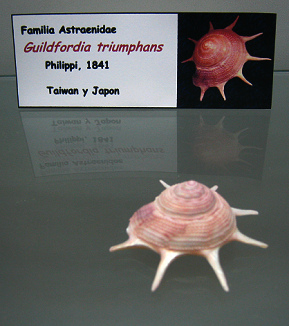 Guildfordia triumphans