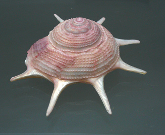 Guildfordia triumphans, Nahaufnahme