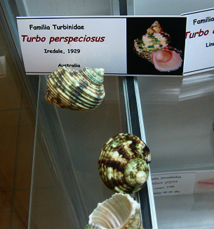 Turbo
perspeciosus Turbo perspeciosus