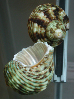 Turbo perspeciosus, Nahaufnahme Turbo perspeciosus, Nahaufnahme