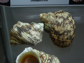 Turbo chrysostomus, Nahaufnahme Turbo chrysostomus, Nahaufnahme