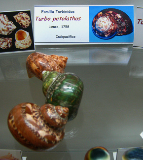 Turbo
petolathus Turbo petolathus