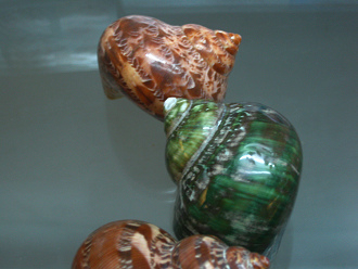 Turbo petolathus, Nahaufnahme Turbo petolathus, Nahaufnahme