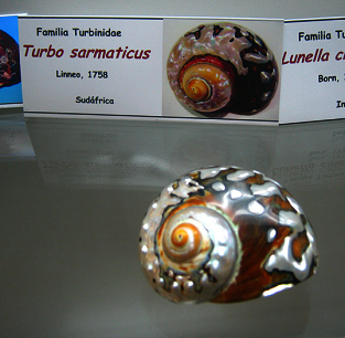 Turbo
sarmaticus Turbo sarmaticus