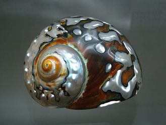 Turbo sarmaticus, Nahaufnahme Turbo sarmaticus, Nahaufnahme