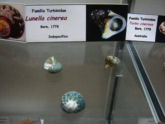 Lunella cinerea Lunella cinerea