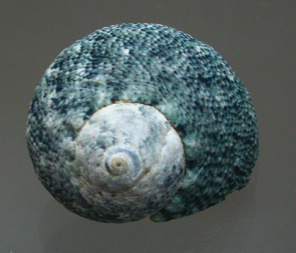 Lunella cinerea, Nahaufnahme Lunella cinerea, Nahaufnahme