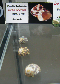 Turbo cinereus Turbo cinereus