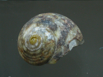 Turbo
cinereus, Nahaufnahme Turbo cinereus, Nahaufnahme