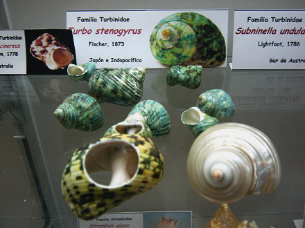 Turbo
stenogyrus Turbo stenogyrus