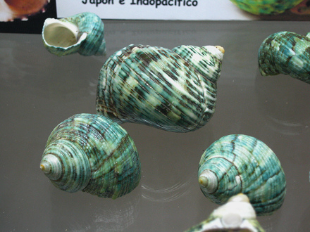 Turbo stenogyrus, Nahaufnahme Turbo stenogyrus, Nahaufnahme