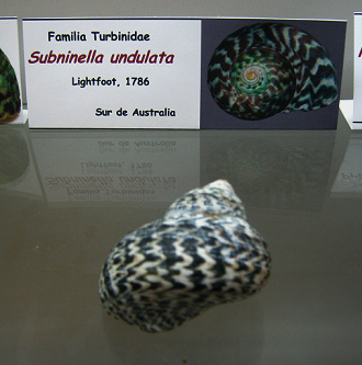 Subninella
undulata Subninella undulata