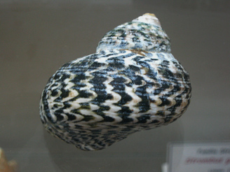 Subninella undulata, Nahaufnahme Subninella undulata, Nahaufnahme