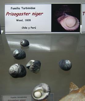 Prisogasater
niger Prisogasater niger