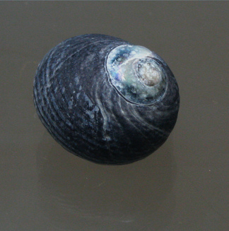 Prisogasater niger, Nahaufnahme Prisogasater niger, Nahaufnahme