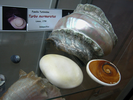 Turbo
marmoratus Turbo marmoratus