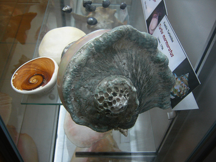 Turbo marmoratus, Sicht von hinten Turbo marmoratus, Sicht von hinten