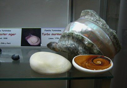 Turbo
marmoratus, Totale Turbo marmoratus, Totale