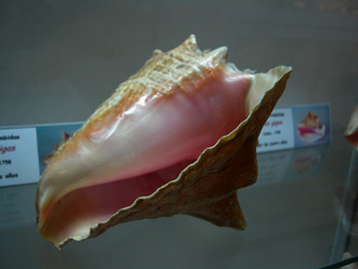 Strombus gigas, Nahaufnahme 05