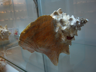 Strombus gigas, Nahaufnahme 06