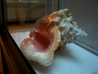 Strombus gigas, Nahaufnahme 10