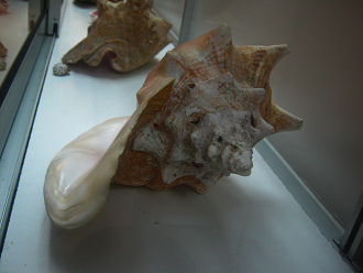 Strombus gigas, Nahaufnahme 12