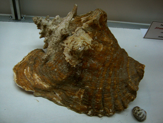 Strombus gigas, Nahaufnahme 13