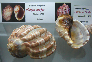 Harpa
                          major