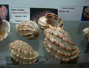Harpa articularis