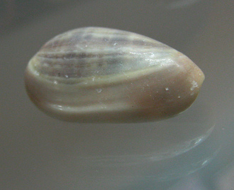 Marginella elegans, primer plano