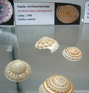 Architectonica perspectiva