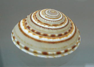 Architectonica perspectiva, primer plano