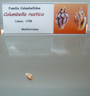 Columbella rustica