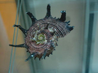 Angaria melanocantha, primer plano 01