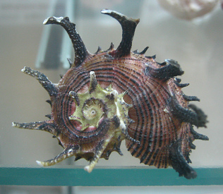 Angaria melanocantha, primer plano 02