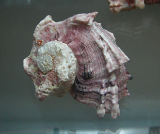 Angaria delphinus nodosa, primer
                                  plano 01