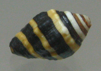 Engina mendicaria, primer plano