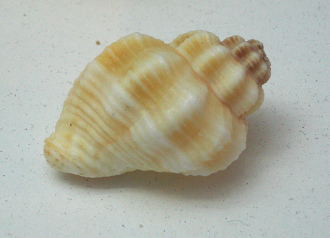 Cancellaria sp, primer plano