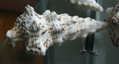 Cerithium nodolosum, primer plano