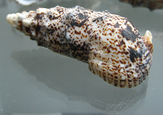 Cerithium aluco, primer plano 01