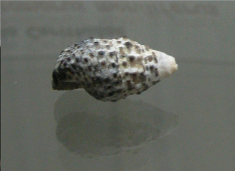 Clypeomorus moniliferus, primer
                                  plano 01