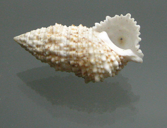 Cerithium sp, primer plano