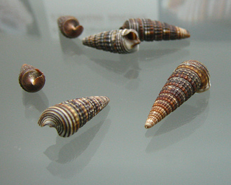 Cerithium sulcata, primer plano 01